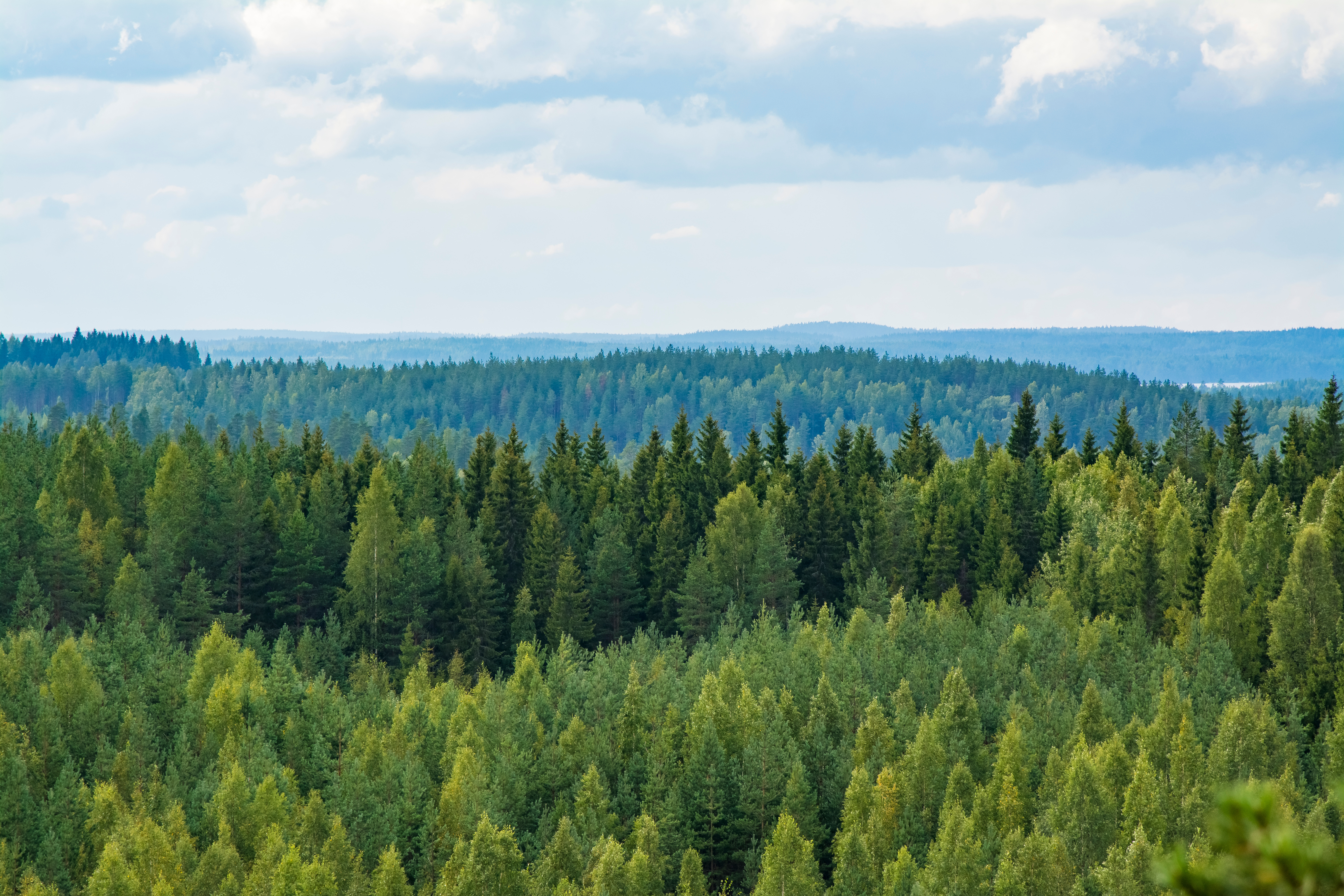 Forestry